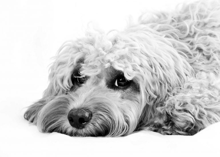 pet-photography-woking