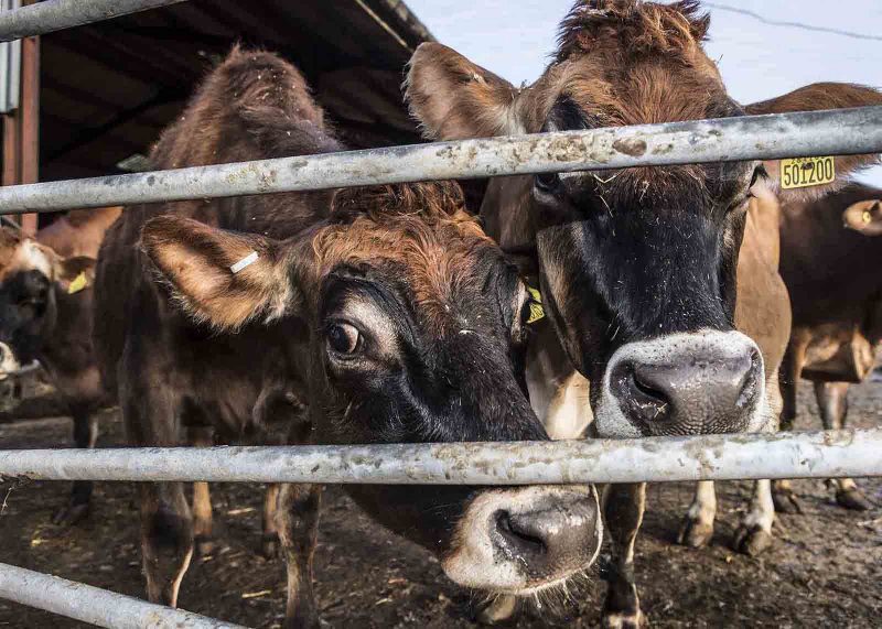 small business dairies